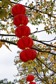 紅燈籠 春節(jié) 喜慶 樹下燈籠