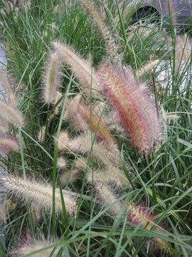 野毛草野草