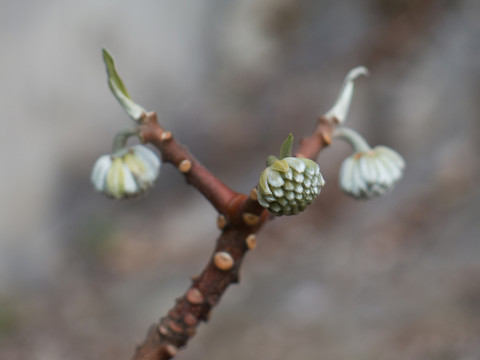結(jié)香