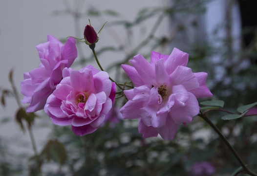 花兒美美