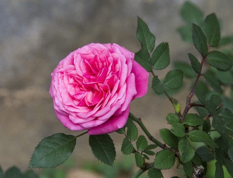 花卉