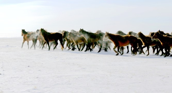 牧馬