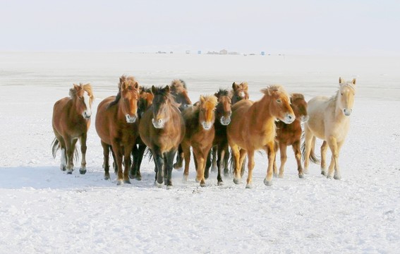 牧馬