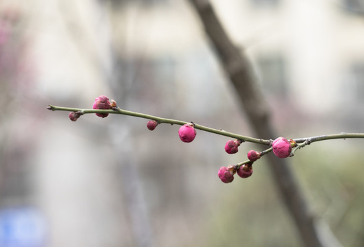 梅花 花苞