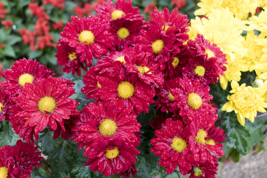 雨后的紅色雛菊