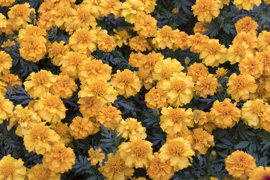 黃色雛菊