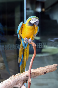鹦鹉 鹦哥 Parrot
