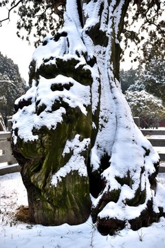 古柏傲雪