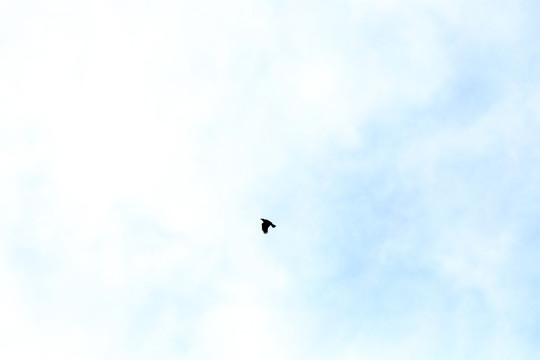 天空 飛鳥