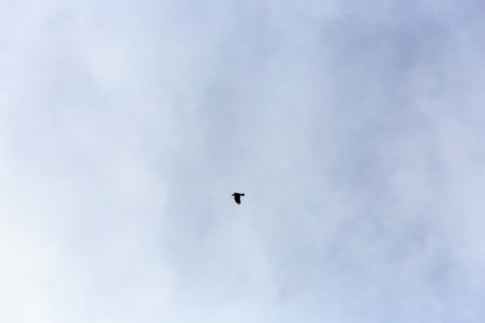天空 飛鳥