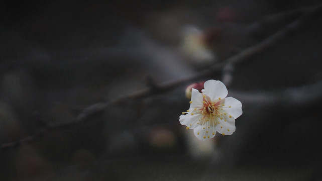 梅花