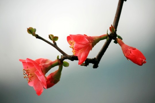 海棠花