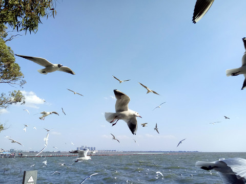海鷗5