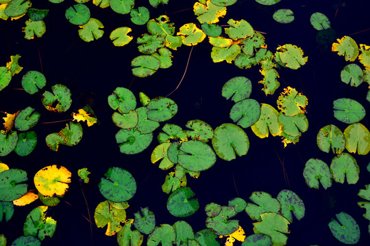 水生植物