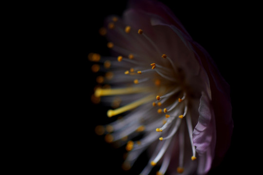 梅花