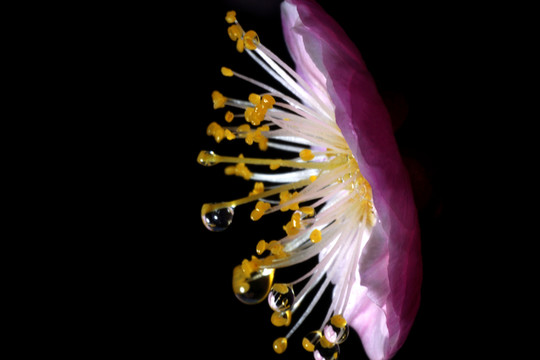 梅花