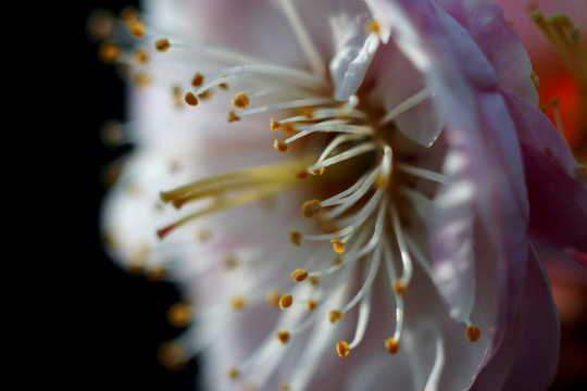 梅花