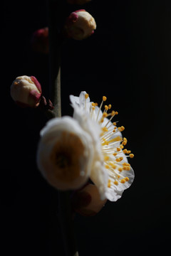 梅花