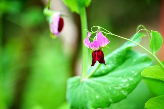 蘭豆花 蘭豆 蘭豆苗