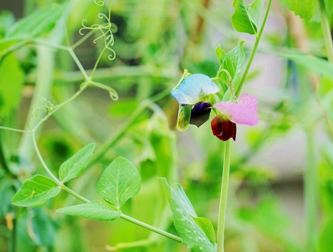蘭豆 蘭豆花 豆苗