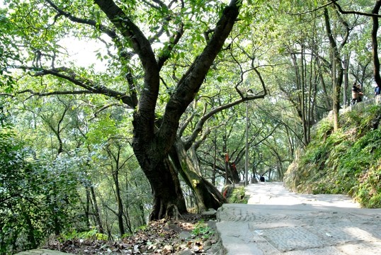 黃角古道