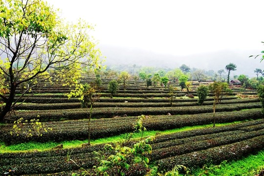 高山茶場 茶場