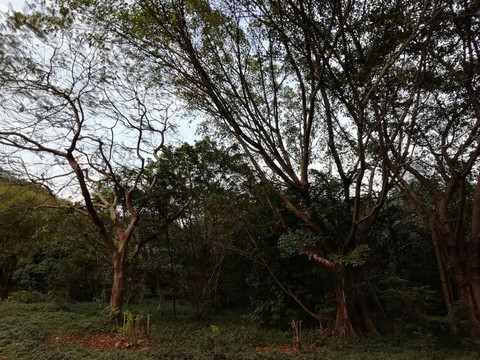 樹林