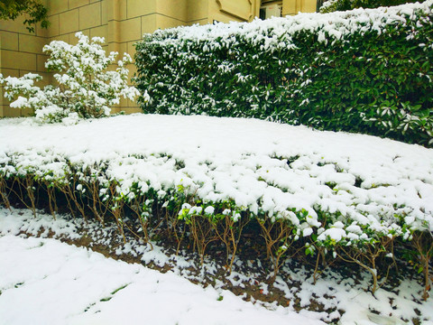 都市花園雪景