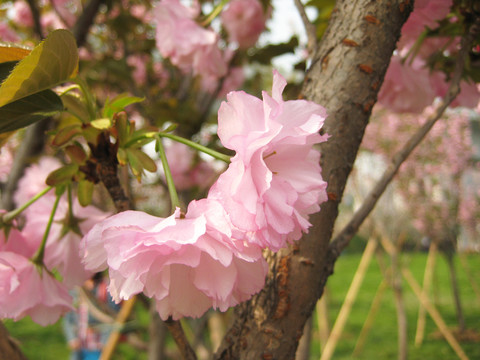 櫻花