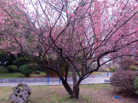 紅梅花兒開