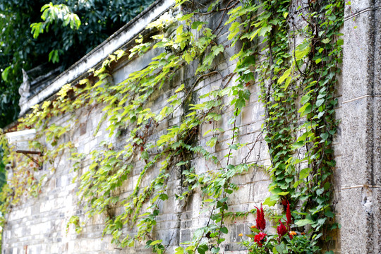 爬山虎 常春藤