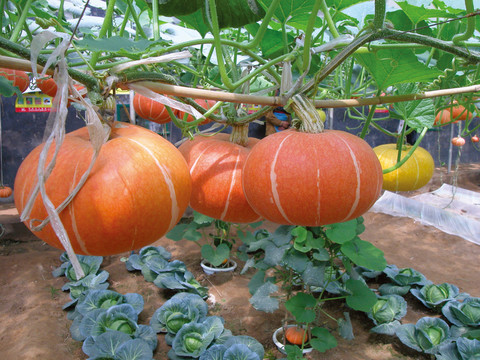 紅南瓜