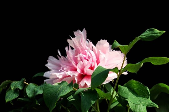 牡丹花