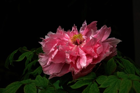 牡丹花
