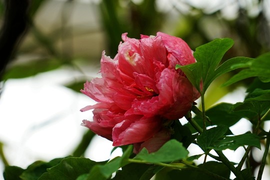 牡丹花