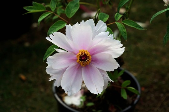 牡丹花
