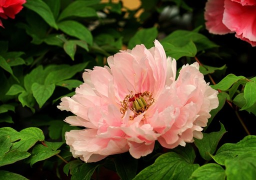 牡丹花