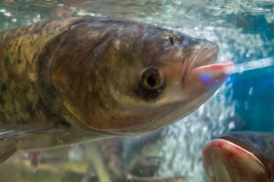 大頭魚