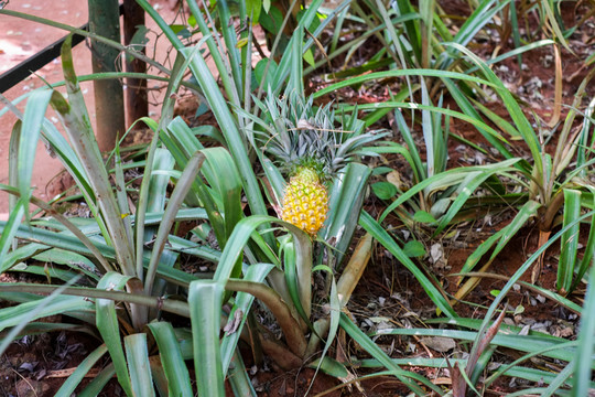 菠蘿