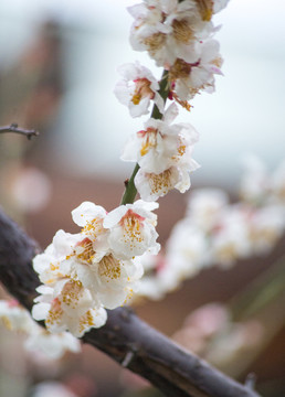 梅花