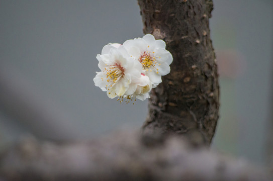梅花