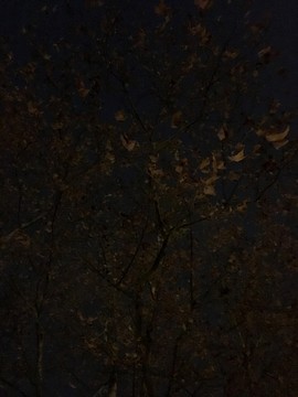 枝葉 背景