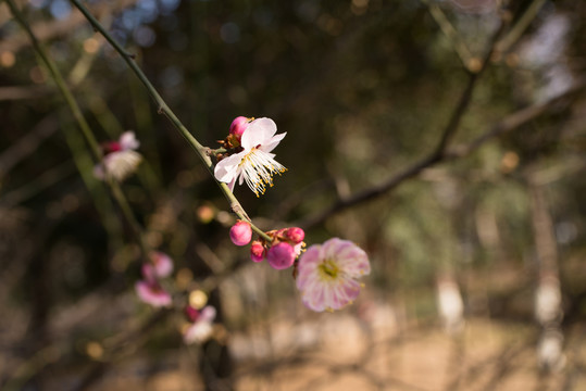 桃花盛開