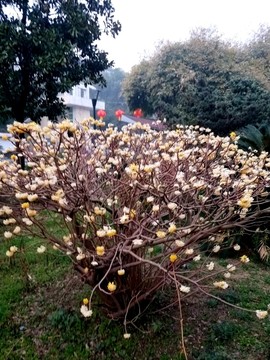 結(jié)香花開 （9）