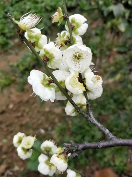 綠梅 （12）