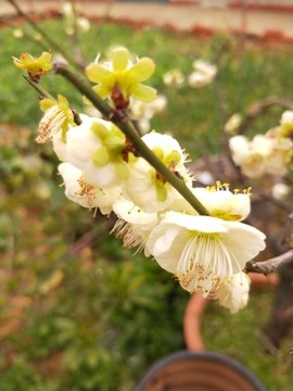 綠梅 （13）