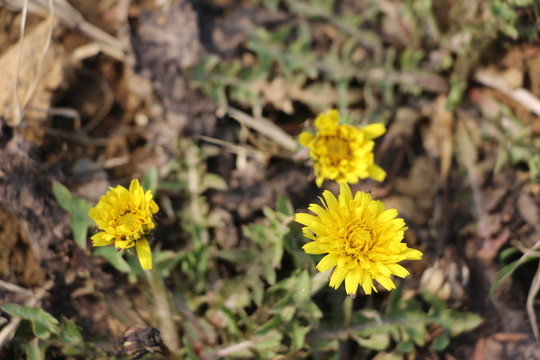 春花野花與蜜蜂 （4）