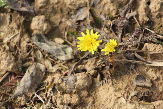 春花野花與蜜蜂 （6）