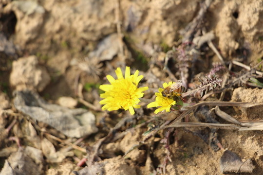 春花野花與蜜蜂 （8）