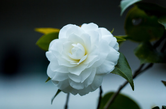 白茶花
